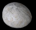 Echinocorys humilis LAMBERT 1903 - Bild © FossNet FossilienStore
